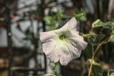 Close-up of insect on flower