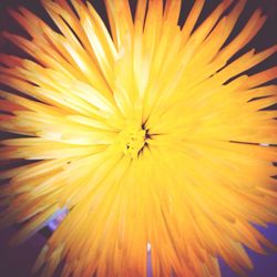 Close-up of yellow flower