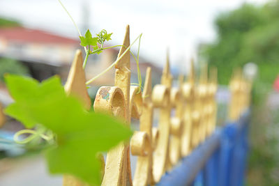 Close-up of plant hanging on fence