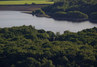 Scenic view of river amidst trees in forest