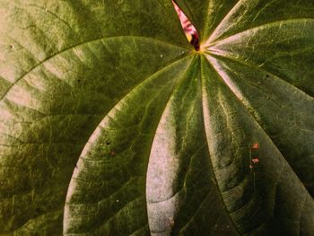 High angle view of plant leaves