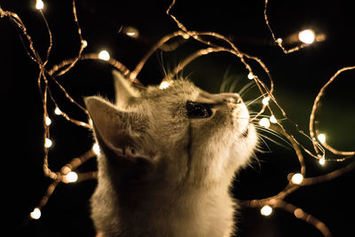 Close-up of cat with illuminated string light