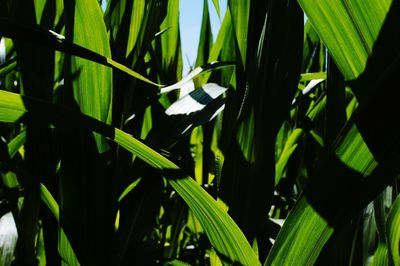 Close-up of fresh green plant