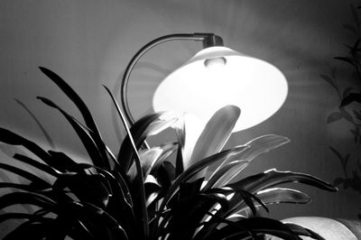 Close-up of illuminated plant