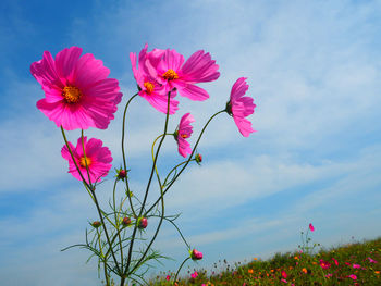 Low angle view of pink flowers blooming on field