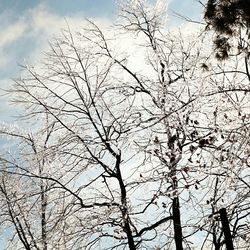 Low angle view of bare trees against sky