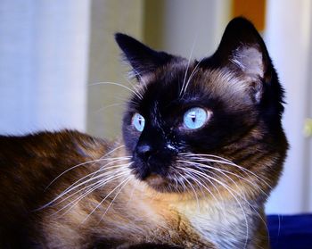 Close-up of cat looking away at home