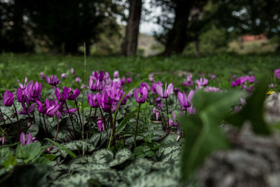 plant