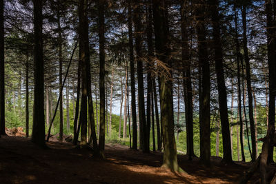 Trees in forest