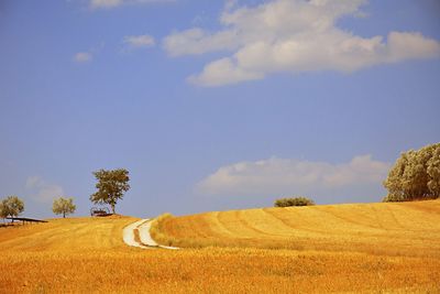 Scenic view of agricultural field against sky