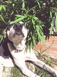 Close-up of dog on tree