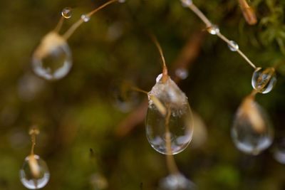 Close-up of water drop hanging on leaf