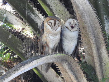 View of an animal in zoo