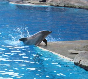 View of an animal in swimming pool