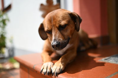 Close-up portrait of dog resting at home