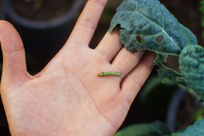 Close-up of human hand holding insect