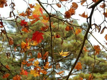 Low angle view of autumn leaves