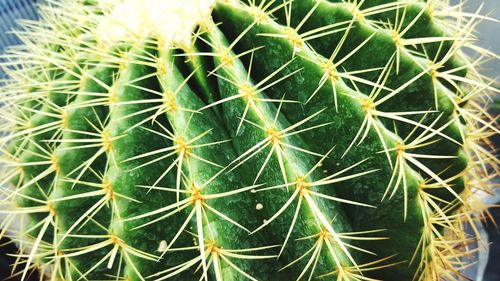 High angle view of cactus plant