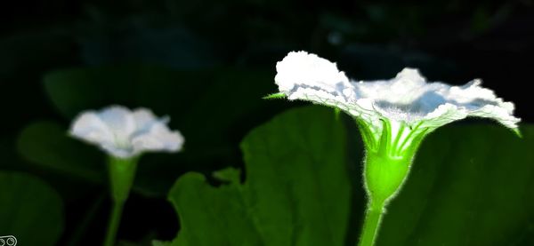 Close-up of white flowering plant