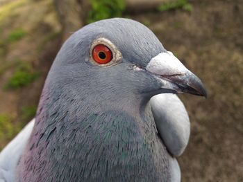 Close-up of bird