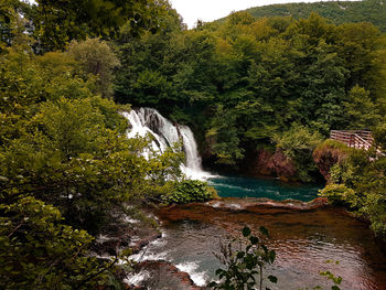 Scenic view of waterfall in forest