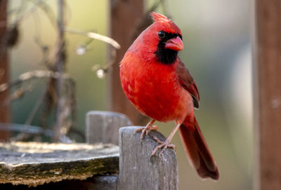 Red bird perching