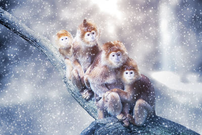 High angle view of a monkey in snow