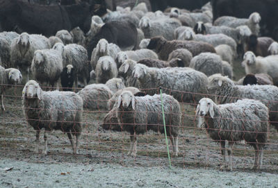 Flock of sheep in a rural area in como, lombardy, italy.