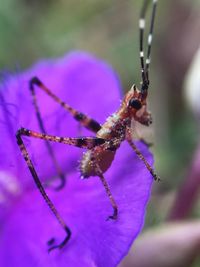 Close-up of insect on flower