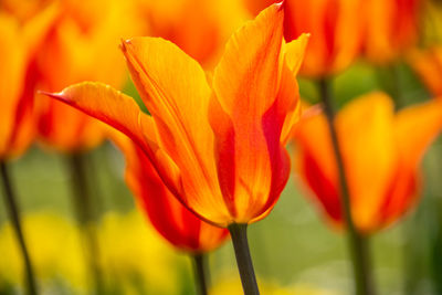 Close-up of orange tulip