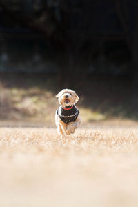 Dog running on field