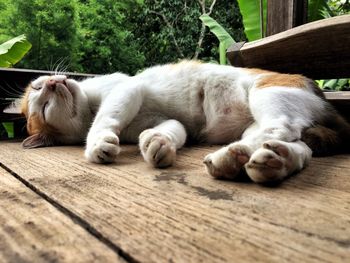 Close-up of cat sleeping on wood