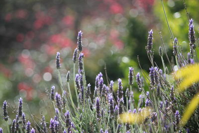 Close-up of flowers