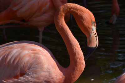 Beautiful vibrant salmon pink and orange colored flamingo with elegant long neck and beak