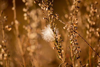 Close-up of flowering plant on field