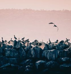 Pelicans flying over rocks against sky