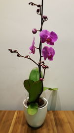 Close-up of flower plant on table