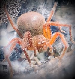 Close-up of crab in sea seen through glass