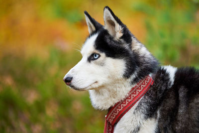 Siberian husky portrait close up, siberian husky head side view. husky dog in red collar outdoor