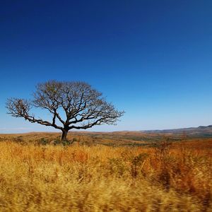 Bare trees on landscape against clear sky