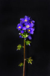 Close-up of purple flowering plant against black background