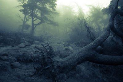 Trees in forest during foggy weather