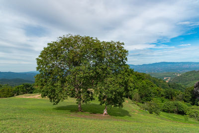 Tree on field against sky
