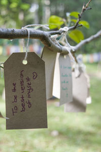 Close-up of padlocks hanging on tree