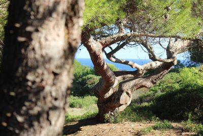 Trees growing in forest