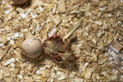 Close-up of birds in nest