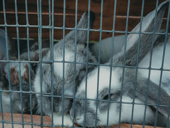 Close-up of sheep in cage