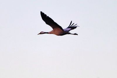 Low angle view of a bird flying