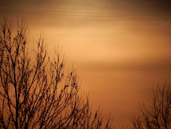 Low angle view of bare trees against sky at sunset