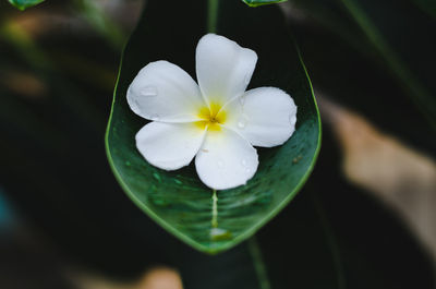 High angle view of white flowering plant